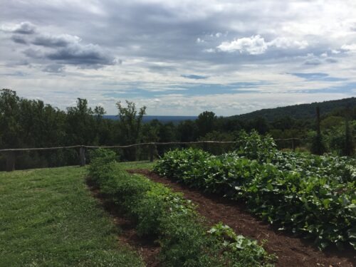 Monticello Vegetable gardens