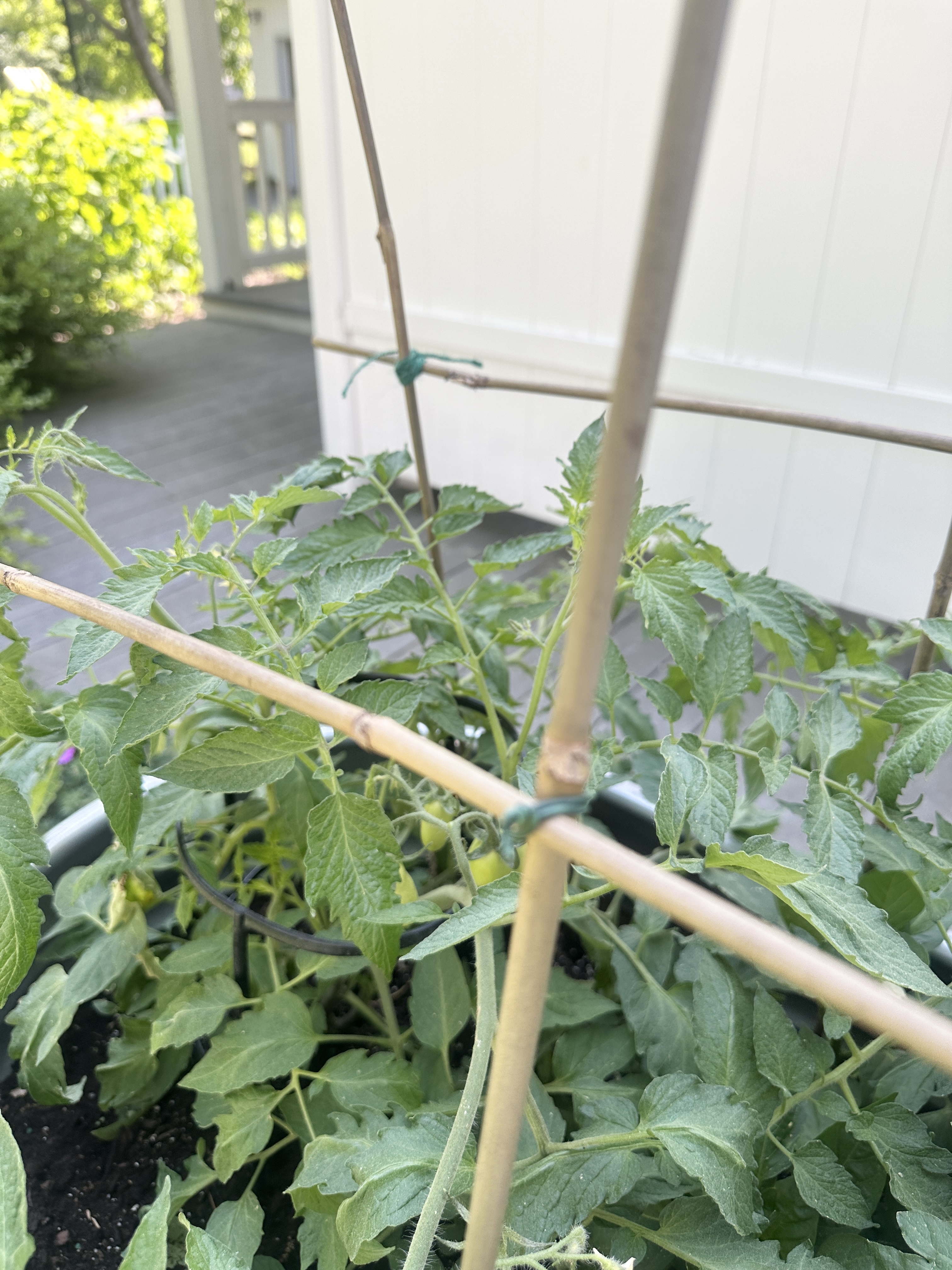 bamboo trellis for tomatoes