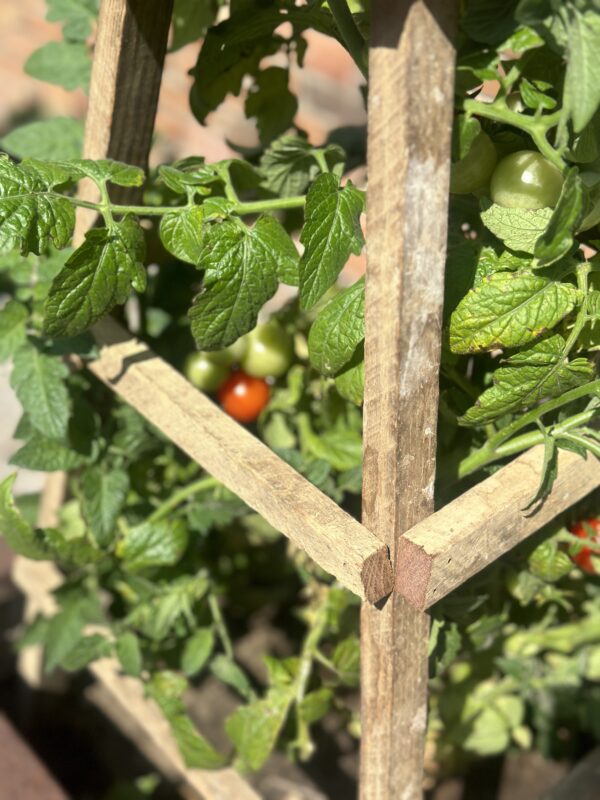 pruning tomato plants