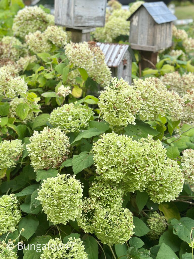 snowball hydrangea bush